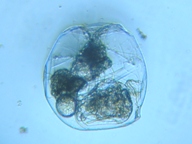 fig.09 �t�N�������V