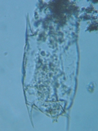 fig.10 �c�{�����V��