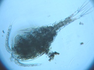 fig.01 �P���~�W���R��