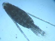 fig.02 ���}�g�q�Q�i�K�P���~�W���R