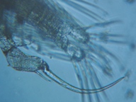 fig.03 ���}�g�q�Q�i�K�P���~�W���R