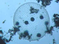 fig.08 �{���{�b�N�X���i���������j