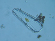 fig.09 �N�T�r�P�C�\�E���i�]���j