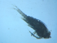 fig.01 �P���~�W���R��