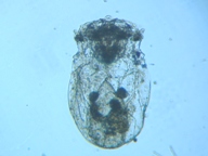 fig.06 �t�N�������V��