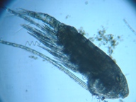 fig.02 ���}�g�q�Q�i�K�P���~�W���R