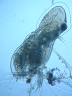 fig.03 �I�i�K�~�W���R