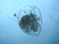 fig.04 �t�N�������V��