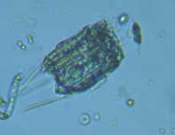 fig.06 �n�l�E�f�����V