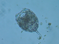 fig.07 �G�i�K�����V��