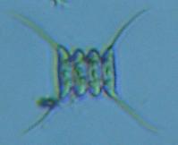 fig.09 �C�J�_�����i�Α��j