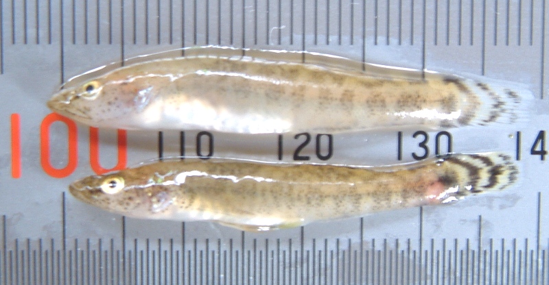 fig.01 ���v���̃E�L�S��������