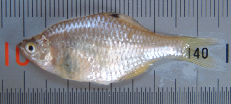 fig.01 ���v���̃^�C���N�o���^�i�S