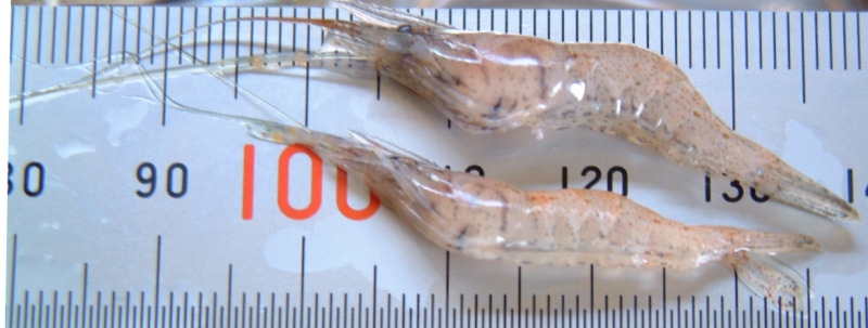 fig.01 ���v���̃k�}�G�r