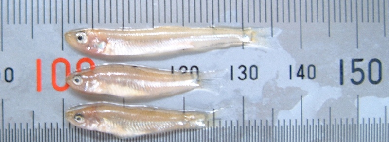 fig.01 ���J�T�M�c��