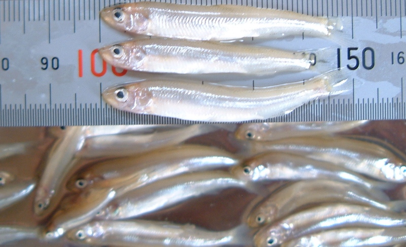 fig.02 ���J�T�M�c��