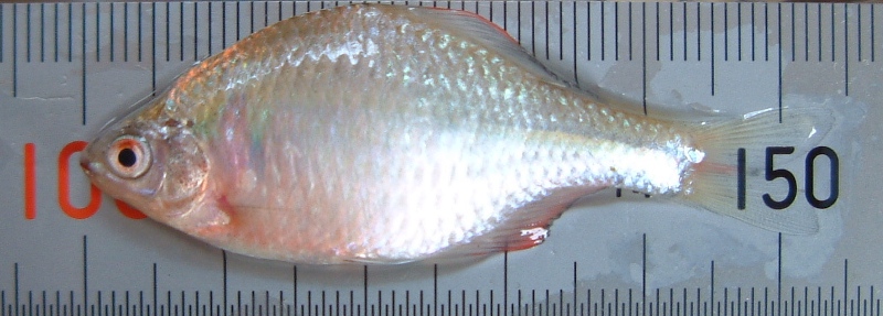 fig.01 ���v���̃^�C���N�o���^�i�S
�������ł��˂�