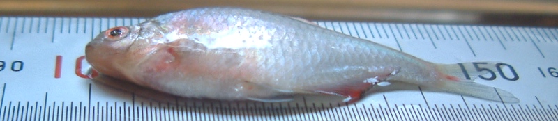 fig.02 �^�C���N�o���^�i�S����