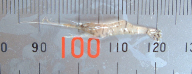 fig.01 ���v���̃X�W�G�r