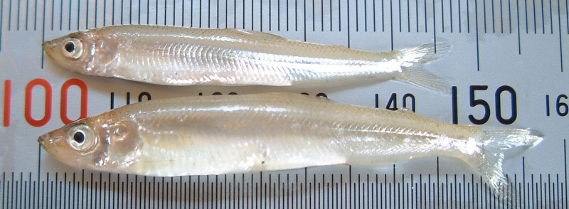 fig.01 ���J�T�M�c��