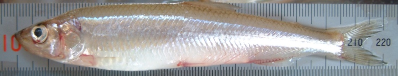 fig.01 ���J�T�M�i�I�X�j