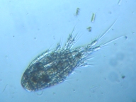 fig.01 �P���~�W���R