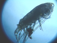 fig.02 �q�Q�i�K�P���~�W���R