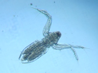 fig.03 �I�i�K�~�W���R