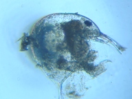 fig.04 �]�E�~�W���R