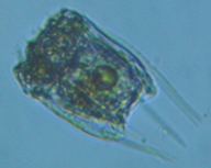 fig.05 �n�l�E�f�����V