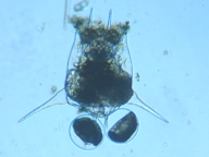 fig.08 �c�{�����V