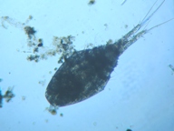 fig.01 �P���~�W���R