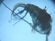 fig.02 �q�Q�i�K�P���~�W���R