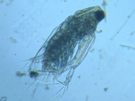 fig.03 �I�i�K�~�W���R