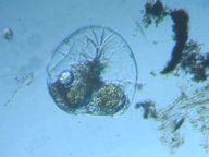 fig.05 �t�N�������V