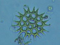 fig.06 �N���V���E��