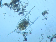 fig.08 �c�m�����V