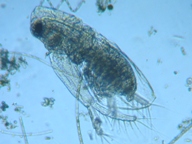 fig.01 �I�i�K�~�W���R