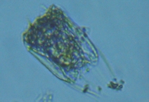 fig.02 �n�l�E�f�����V