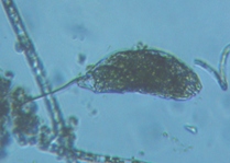 fig.06 �l�Y�~�����V