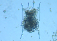 fig.07 �c�{�����V