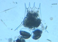 fig.08 �c�{�����V