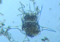 fig.09 �c�{�����V