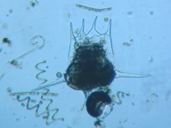 fig.10 �c�{�����V