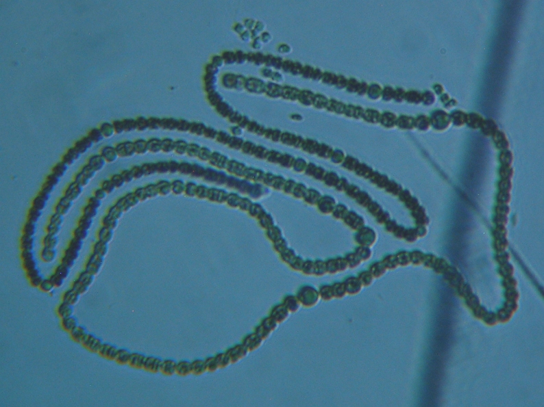 fig.01 �A�i�x�i