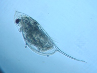 fig.03 �n���i�K�~�W���R