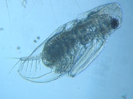 fig.04 �I�i�K�~�W���R