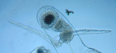 fig.05 �m���i�I�X�j��