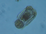 fig.08 �n�l�E�f�����V