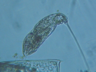 fig.09 �l�Y�~�����V��